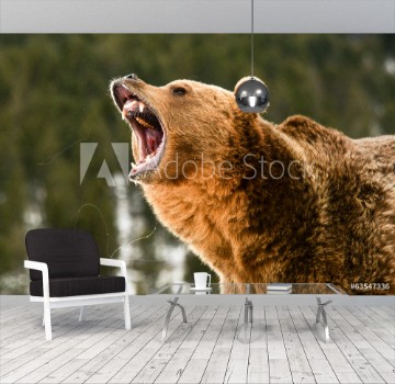 Bild på Grizzly Bear